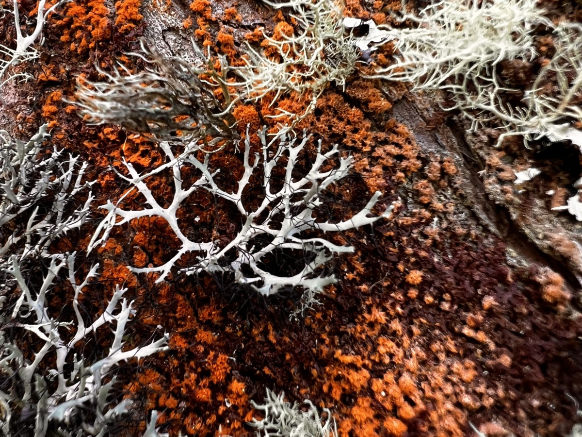 The Age of&nbsp;Enlichenment