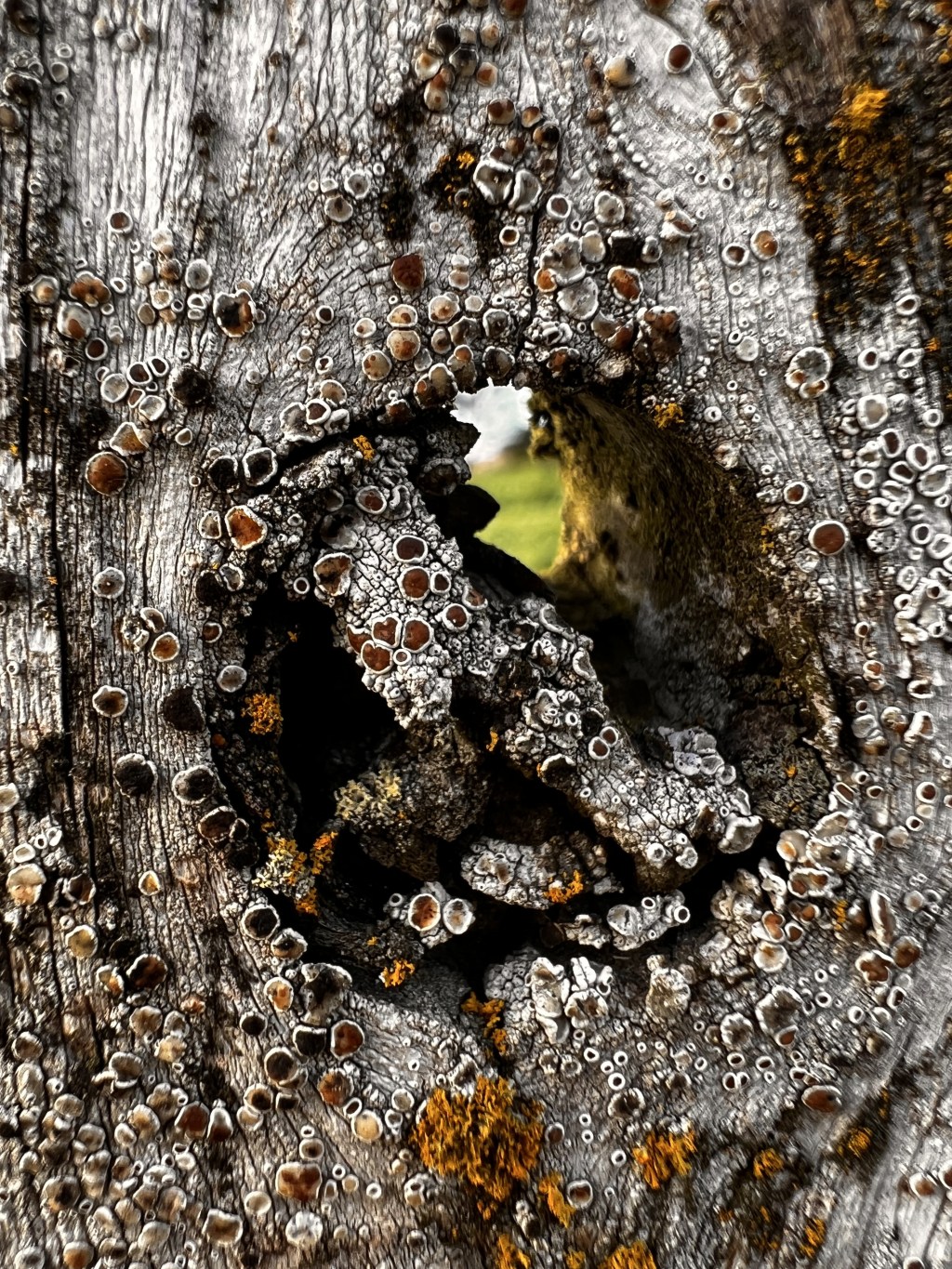 Intro to Lichen&nbsp;Anatomy