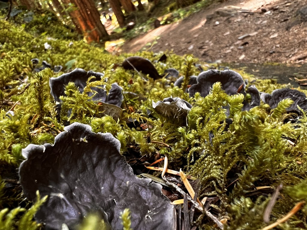 Meet the Lichens Episode 4: Cyanolichens (&&nbsp;Cephalolichens)