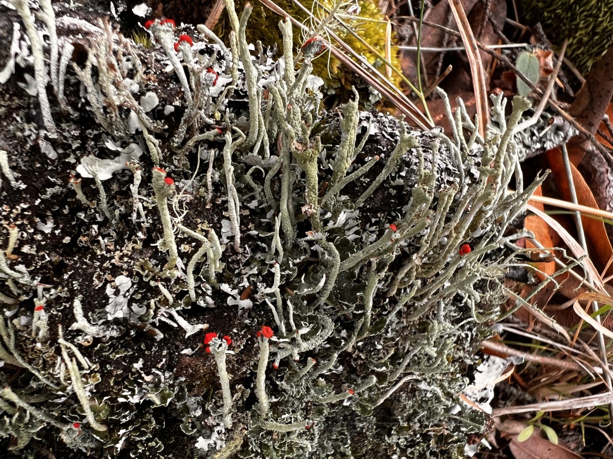 Meet the Lichens Episode 3: More from Your Local&nbsp;Park